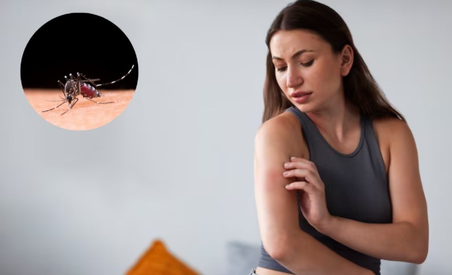 The Buzz About Diseases Spread by Mosquitoes