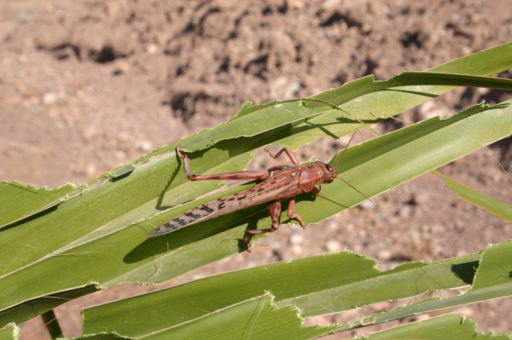 Controlling Locusts with Technology: Modern Agricultural Protection