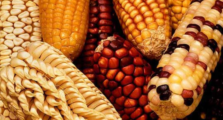 StarLink Corn Not Linked to Allergies: Safety Studies & Biotech Regulation