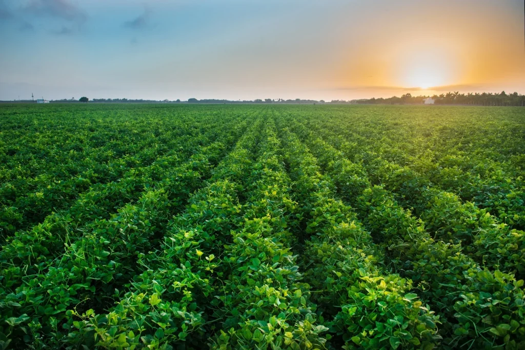 The Global Genetic Fork: Navigating the Complex Landscape of Modified Foods The Global Genetic Fork: Navigating the Complex Landscape of Modified Foods