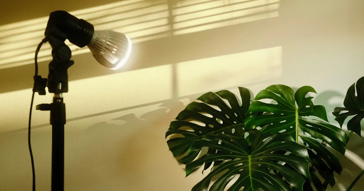 How to Improve Focus: Natural Light & Environment Setup Guide How to Improve Focus: Natural Light & Environment Setup Guide