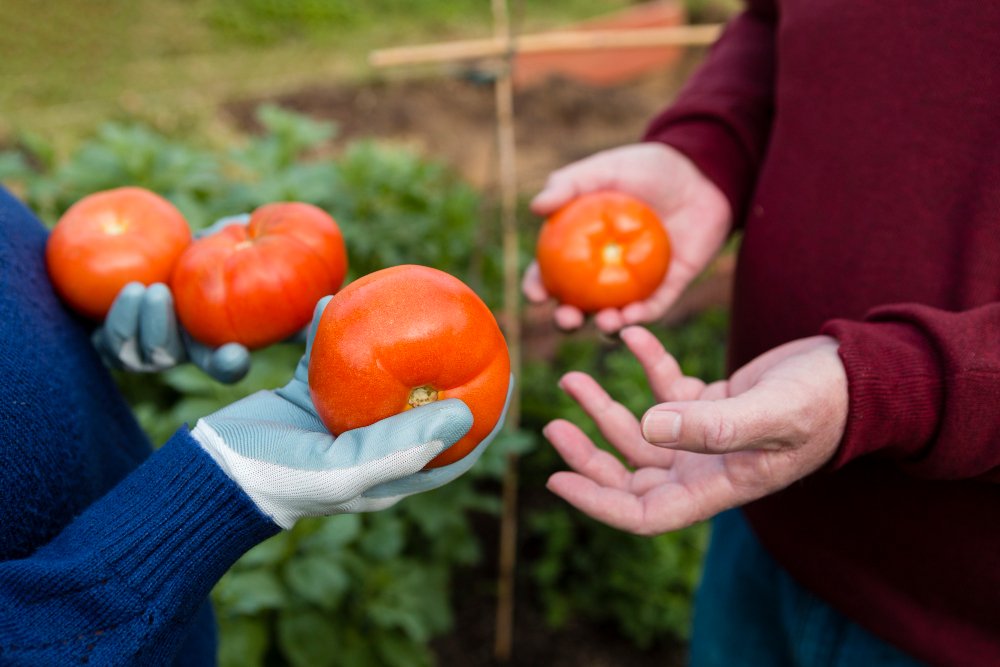 The absolute beginner’s guide to raising heirloom tomatoes using zero chemical fertilizers