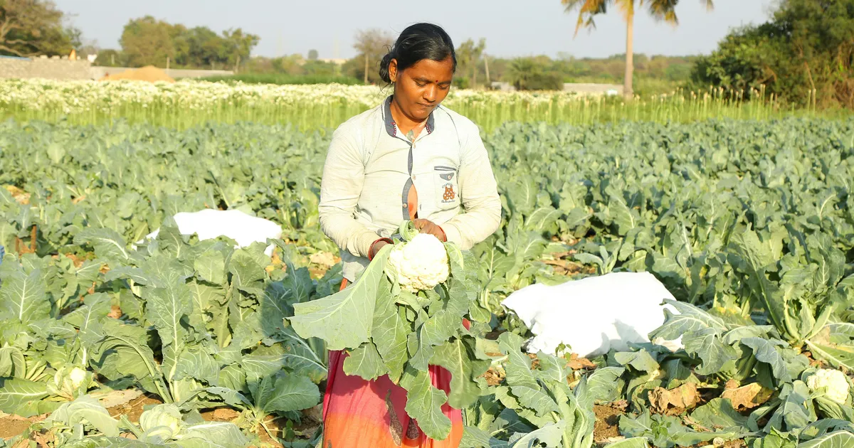 Chemical-Free Crop Disease Prevention: Grow Healthy Plants Naturally
