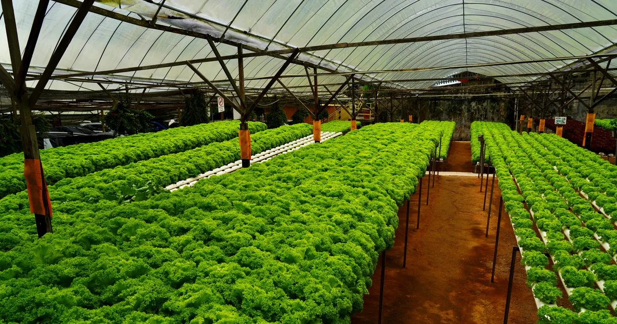 Revolutionizing Crop Yields: Advanced Hydroponic Farming Systems for Enhanced Sustainability and Efficiency Revolutionizing Crop Yields: Advanced Hydroponic Farming Systems for Enhanced Sustainability and Efficiency