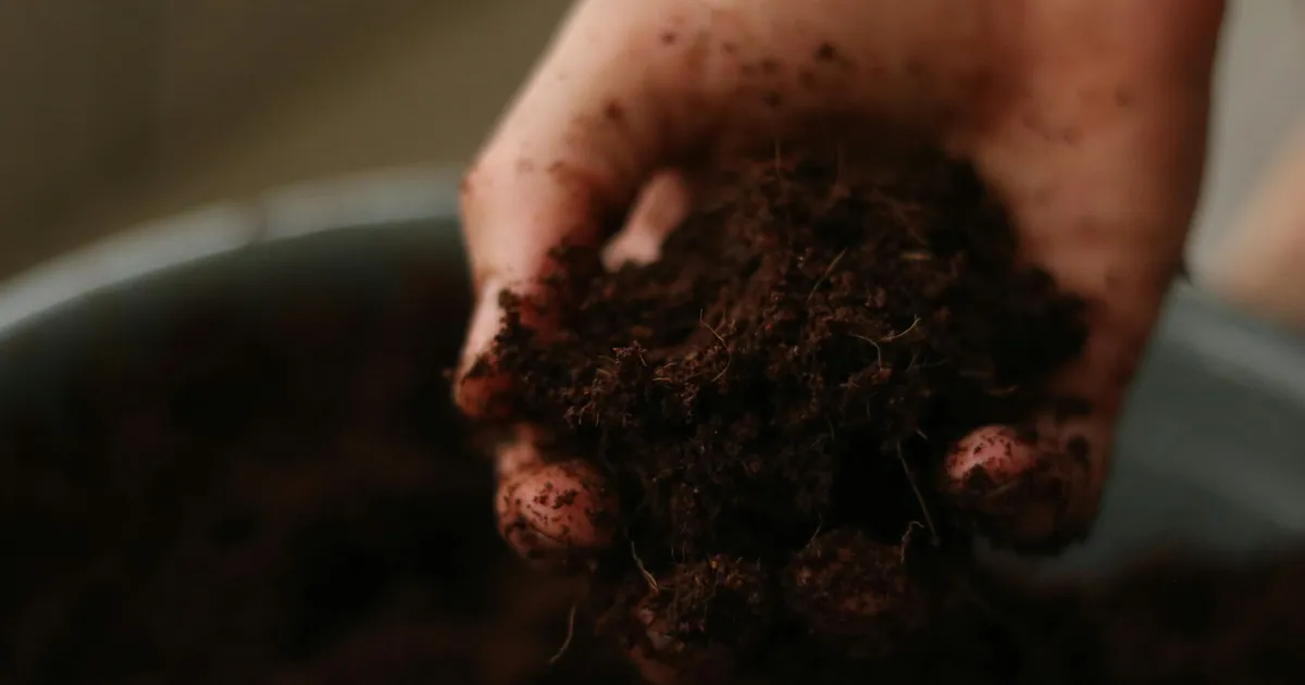 Revitalizing the Earth: Top Natural Soil Regeneration Strategies for a Sustainable Future