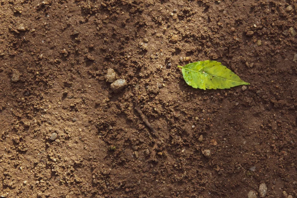 The exact soil chemistry changes required to transition worn-out dirt into regenerative organic land