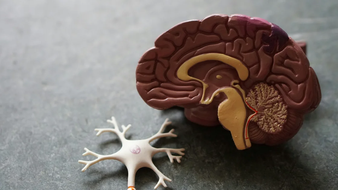 The neurological science behind deep breathing techniques for instant morning anxiety relief