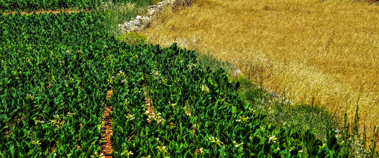 Best Water Management Practices for Small Scale Farmers: The Conservation Blueprint