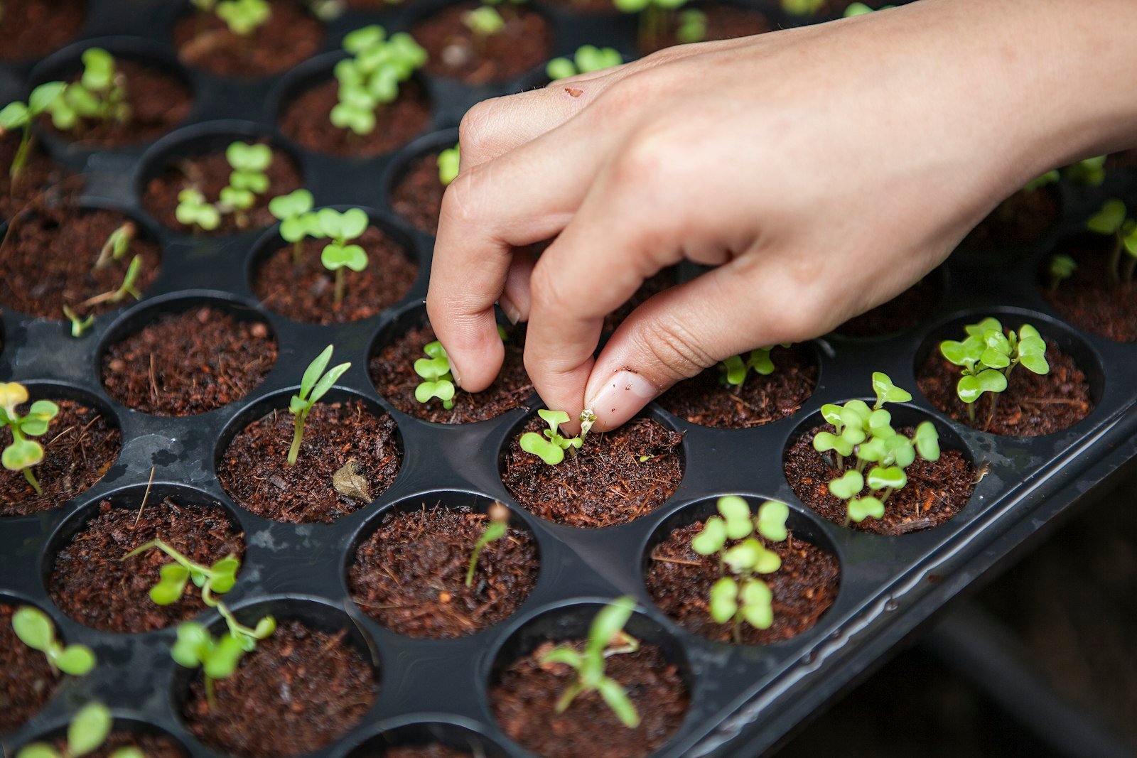 How Climate Change is Affecting Farming and Crop Production: Adaptation Strategies for Modern Agriculture