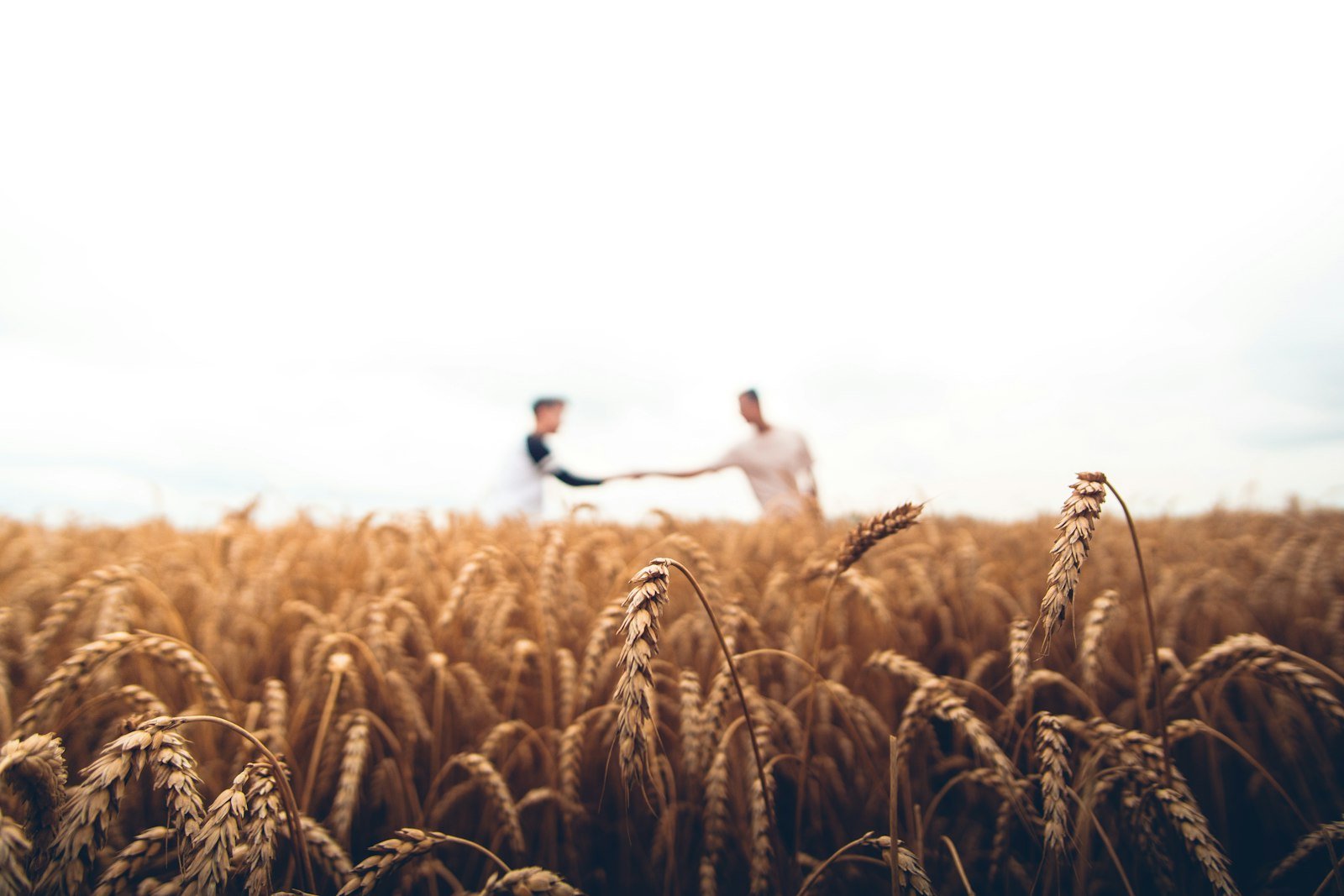 How Organic Farming Methods Can Improve Soil Health and Crop Quality: The Living Soil Blueprint