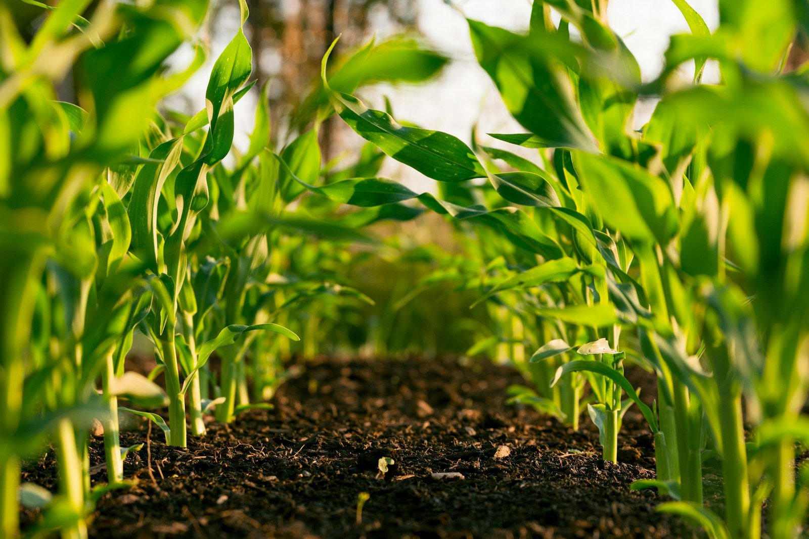 Modern Farming Techniques for Improving Crop Production Sustainably: The Precision Agriculture Guide