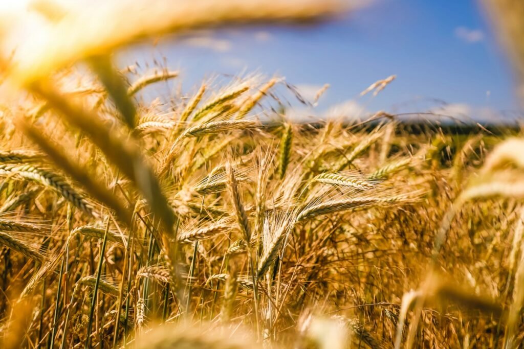 Cover Crop Rotation Protocols for Nitrogen Fixation and Weed Suppression in Grain Farming: Agronomic Guide Cover Crop Rotation Protocols for Nitrogen Fixation and Weed Suppression in Grain Farming: Agronomic Guide