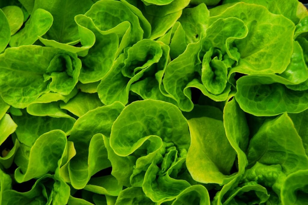 Hydroponic Nutrient Film Technique Calibration for Commercial Leafy Greens: Chemistry and Yield Maximization Hydroponic Nutrient Film Technique Calibration for Commercial Leafy Greens: Chemistry and Yield Maximization