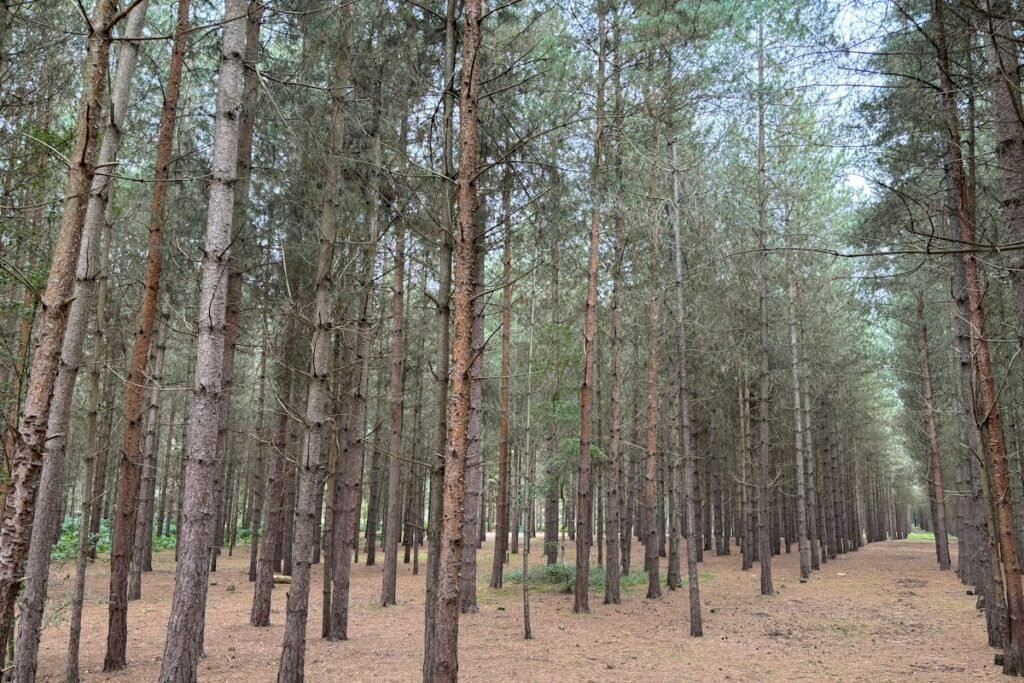 Silvopasture Agroforestry Frameworks for Multi-Tier Livestock and Forage Production: Implementation Blueprint Silvopasture Agroforestry Frameworks for Multi-Tier Livestock and Forage Production: Implementation Blueprint